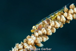 Little transparent fish!! by Philippe Gerber 